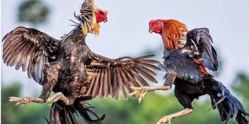 Thông tin cơ bản về sảnh đá gà 88bet dành cho người mới