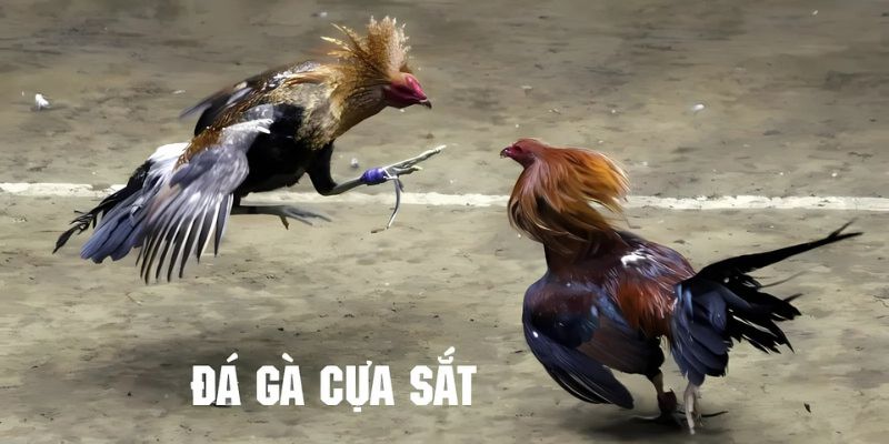 Áp dụng mẹo chơi đá gà cựa sắt nhận thưởng ngay!