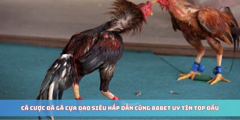 Cá cược đá gà cựa dao siêu hấp dẫn cùng 88BET uy tín top đầu