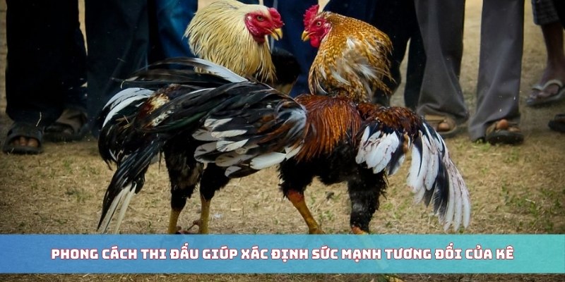 Phong cách thi đấu giúp xác định sức mạnh tương đối của kê