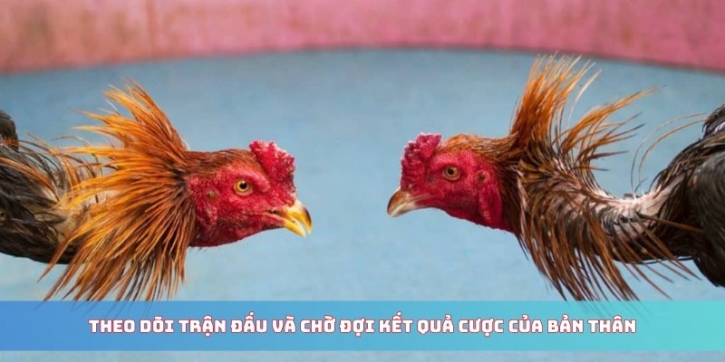 Theo dõi trận đấu và chờ đợi kết quả cược của bản thân