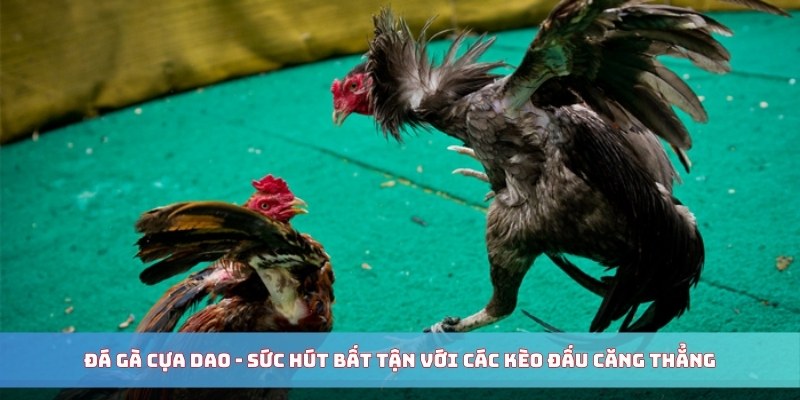 Đá Gà Cựa Dao - Sức Hút Bất Tận Với Các Kèo Đấu Căng Thẳng