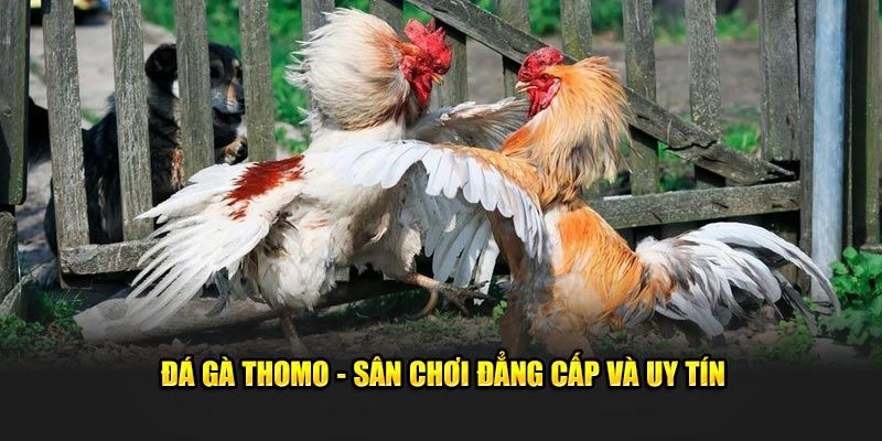 Đá Gà Thomo 88bet - Luật Đấu Chi Tiết, Cặn Kẽ Cho Người Mới