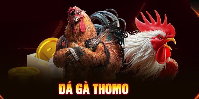 Luật chơi đá gà Thomo chi tiết từ trường đấu