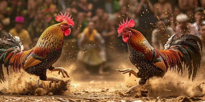 Sức hút của đấu gà Thomo tại 88bet