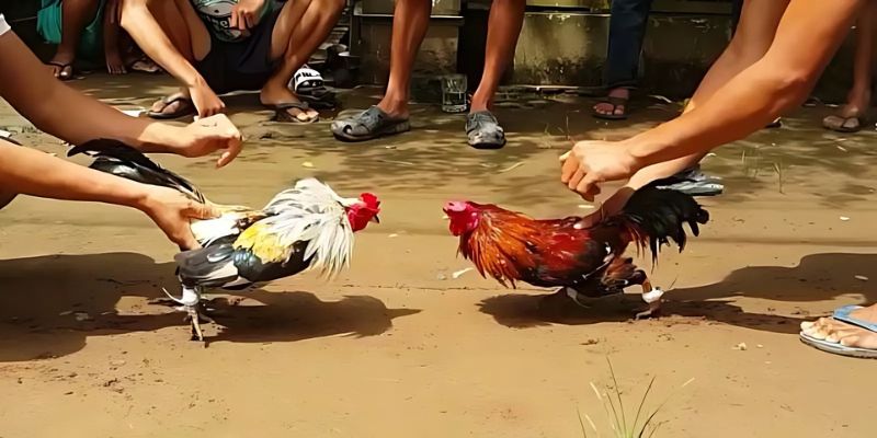 Tổng quan về đá gà cựa sắt tại sảnh
